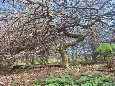 Kleine Süntelbuche bei Langenfeld