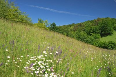 Salbeiwiese bei Ebelsbach