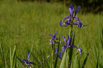 Salzwiesen-Schwertlilie