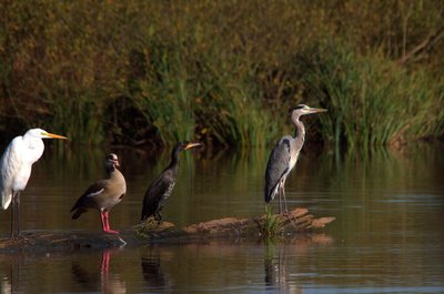 Zusammentreffen im Naturschutzgebiet „Maringer Wies“ (NSG 7231-078), vier Vögel (v.l.n.r.): Silberreiher (Ardea alba), Nilgans (Alopochen aegyptiaca), Kormoran (Phalacrocorax carbo), Graureiher...