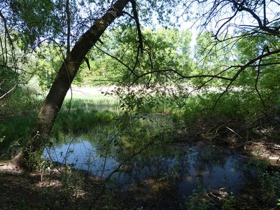 Naturschutzgebiet Schafwiesen (Mai 2018)