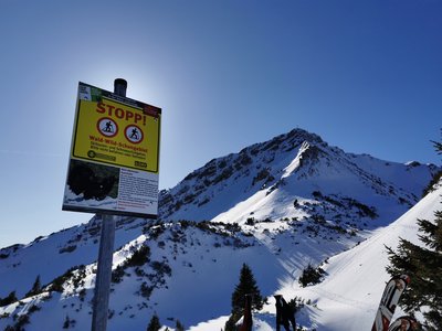 Wald-Wild-Schongebiet im Naturpark Ammergauer Alpen