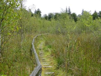 Schwarzer See (Black Lake) in the nature reserve "Hohe Burg und Schwarzer See" near Schlemmin, district Rostock, Mecklenburg-Vorpommern, Germany