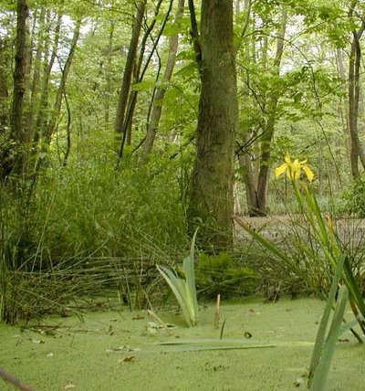 Einblick in das Naturschutzgebiet Schnatermann