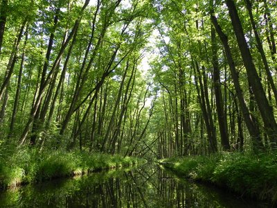 Naturschutzgebiet „Nordufer Plätlinsee“ (NSG N 284), Schwaanhavel kurz vor dem Plättlinsee