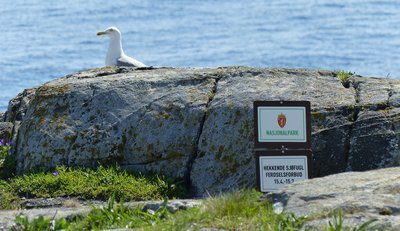 Gulls in No-entry zones.