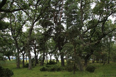 Eichen-Kiefern-Wald mit Wacholder auf Strandwall