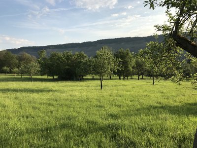Orchard meadows nature reserve near Wehlen (May 2017)