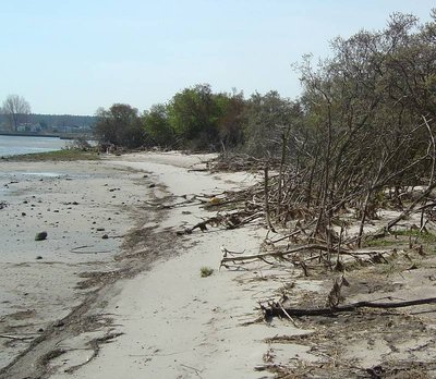 Ostufer der Halbinsel Struck im Naturschutzgebiet Peenemünder Haken, Struck und Ruden.
