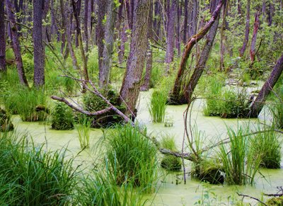 Das Foto ist bei der Fahrradtour von Ahrenshoop nach Prerow im Ahrenshooper Holz entstanden.