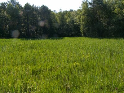Feuchtwiese auf Kalkflachmoor im NSG „Quaßliner Moor“ (Mecklenburg-Vorpommern), Standort von Swertia perennis und Dactylorhiza majalis ssp. brevifolia