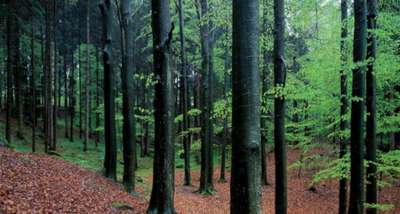 Beech forest