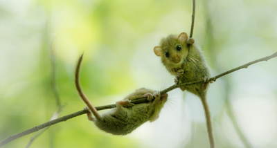 Haselmaus (Muscardinus avellanarius)