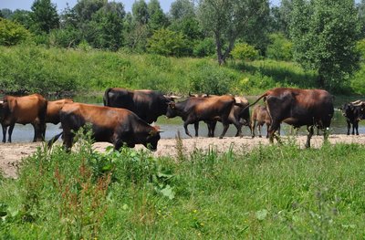 Taurus cattle at Lippeaue nature reserve (SO-007), Germany.