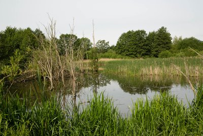 Naturschutzgebiet Thürer Wiesen (Mai 2017)