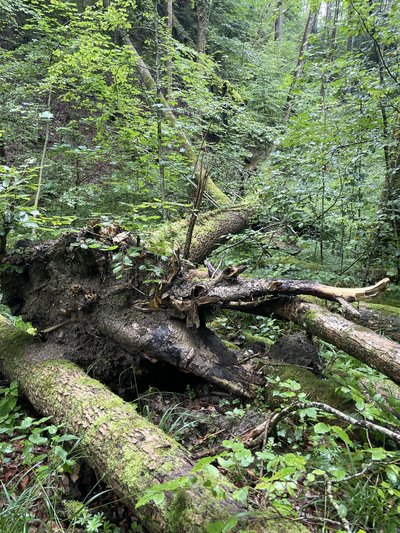 Totholz im Sihlwald
