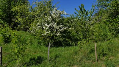 Shrubs and blooming hawthorns