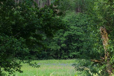 Nisteraue, NSG in Unnau, Westerwald, Rheinland-Pfalz