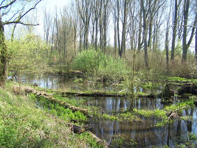 Auwald der Urdenbacher Kämpen (Altrheinarm bei Düsseldorf-Garath).