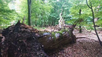 dead wood in nature reserve Baumweg