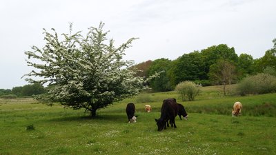 Trockenrasen als natürliche Pflanzengesellschaft gibt es an nährstoffarmen Standorten wie hier: an trockenen Hängen. Ihre Entwicklung wird durch extensive landwirtschaftliche Nutzung wie Weiden...