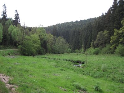 Meadows and forests in the "Wadrilltal zwischen Felsenmühle und Grimburg" nature reserve (Germany).