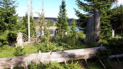 Waldwandel im Nationalpark Harz