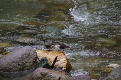 Wasseramseln an einem Zufluss zum Forggensee
