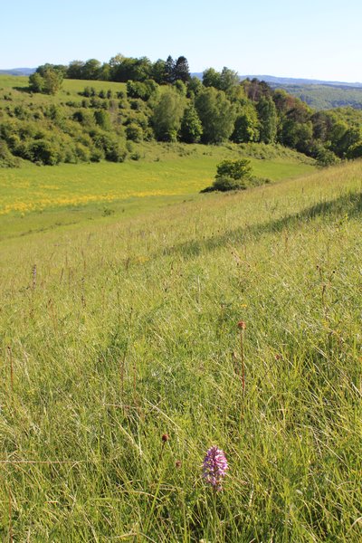 Blick ins Weiertal - eine heimische Orchidee im Vordergrund - im Naturschutzgebiet Koppelstein-Helmestal, Oberlahnstein, Rheinland-Pfalz
