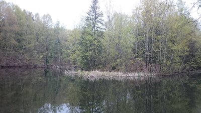 Weiher mit Enten und Kanadagänsen am Rand des Naturschutzgebiet Birkenfelder Tongrube. 55765 Birkenfeld /Nahe