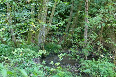 Wellmicher Bach kurz vor der L 334