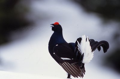 Birkhahn