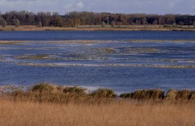 Blick von Westen auf den Großen Wotig. Peenestrom. Mecklenburg-Vorpommern.