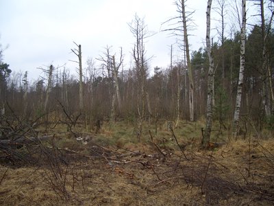 Zerninseesenke. Hochmoor Camera location53° 54′ 02.81″ N, 14° 12′ 38.48″ E View this and other nearby images on: OpenStreetMap 53.900780; 14.210690