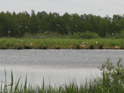 Flamingos at Zwillbrocker Venn