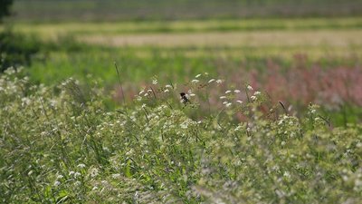 Schwarzkehlchen im NSG Moorgürtel