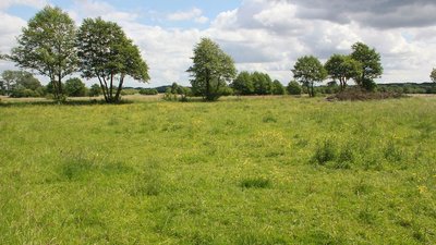 Grünland im NSG Moorgürtel