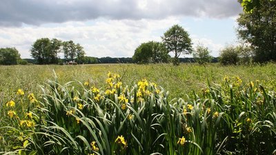 Sumpf-Schwertlilie (Iris pseudacorus), auch Schwertlilie genannt