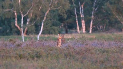 NSG Fischbeker Heide