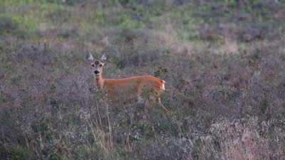 Reh in der Fischbeker Heide