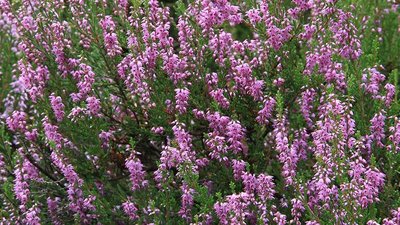 Heidekraut (Calluna Vulgaris) als typischer Heidevertreter