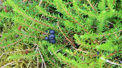 Schwarze Krähenbeere (Empetrum nigrum)