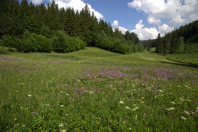 Artenreiche Berg-Mähwiese im oberen Röthengrund mit viel Wald-Storchschnabel