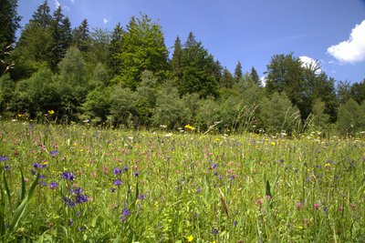 Artenreiche Berg-Mähwiese im oberen Röthengrund mit viel Kopfiger Teufelskralle