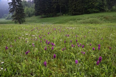 Oberer Röthengrund mit viel Breitblättrigem Knabenkraut