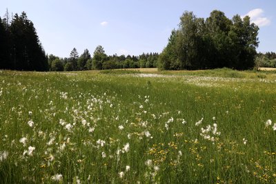 Röthen-Quellsumpf im obersten Röthengrund mit viel Schmalblättrigem Wollgras