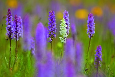 Orchideen / Orchidee